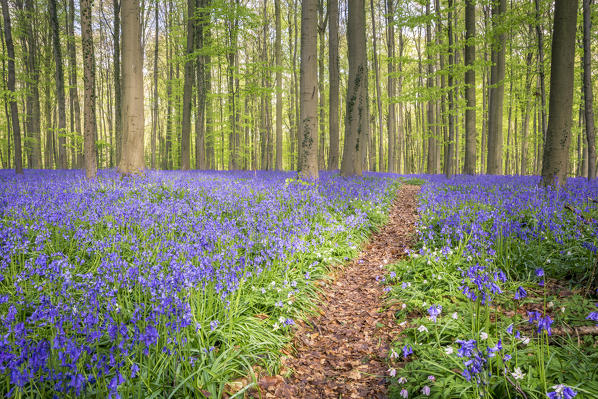 Bluebells into the Halle Forest, Halle, Bruxelles, Flandres, Belgium