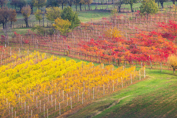 The countryside near Castelvetro, Modena Province, Emilia Romagna, Italy