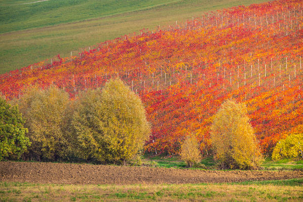 The countryside near Castelvetro, Modena Province, Emilia Romagna, Italy