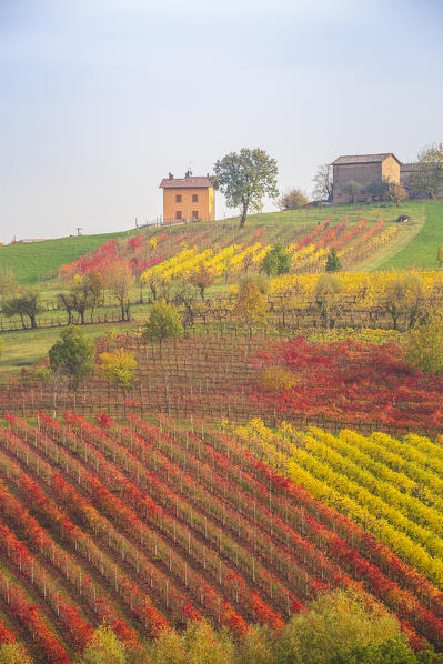 The countryside near Castelvetro, Modena Province, Emilia Romagna, Italy