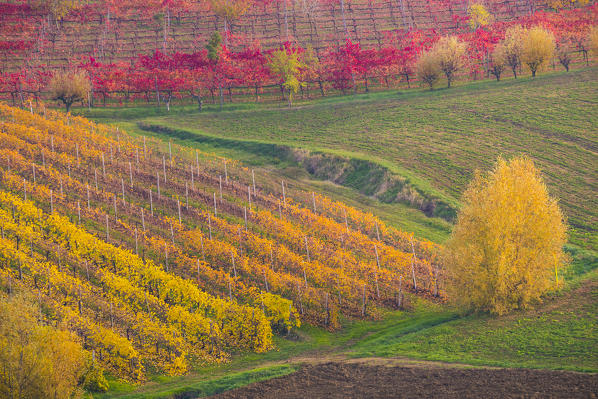 The countryside near Castelvetro, Modena Province, Emilia Romagna, Italy