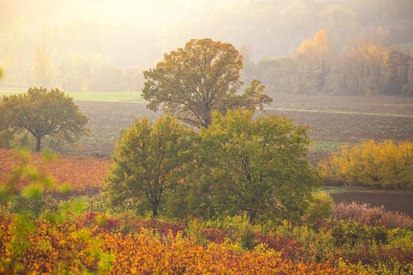 The countryside near Castelvetro, Modena Province, Emilia Romagna, Italy