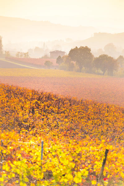 The countryside near Castelvetro, Modena Province, Emilia Romagna, Italy