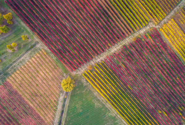 The countryside near Castelvetro, Modena Province, Emilia Romagna, Italy