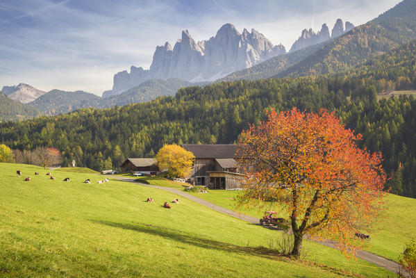 Odle Mountain view from Funes Valley, with cherry trees and a clear blue sky. Funes Valley, Bolzano Province, Trentino Alto Adige, Italy