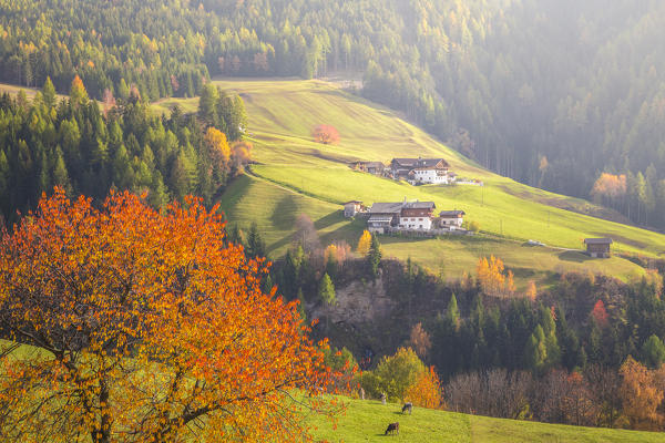 Funes Valley, Bolzano Province, Trentino Alto Adige, Italy 