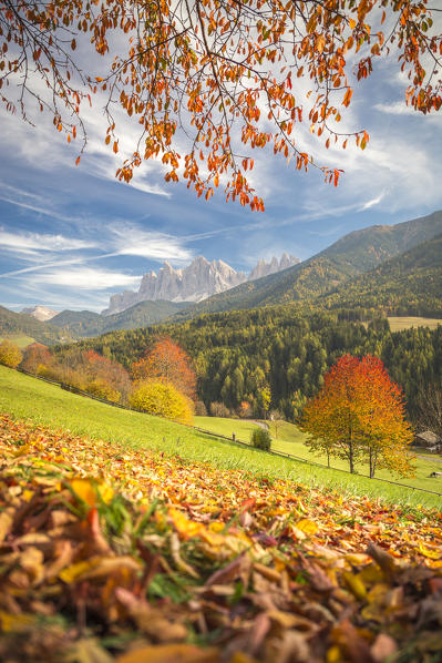 Odle Mountain view from Funes Valley, with cherry trees and a clear blue sky. Funes Valley, Bolzano Province, Trentino Alto Adige, Italy