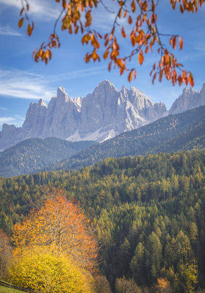 Odle Mountain view from Funes Valley, with cherry trees and a clear blue sky. Funes Valley, Bolzano Province, Trentino Alto Adige, Italy