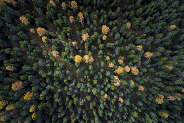 Aerial View of the forest, Funes Valley, Bolzano Province, Trentino Alto Adige, Italy