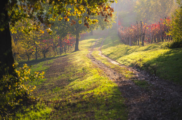 Levizzano Rangone, Modena Province, Emilia Romagna, Italy