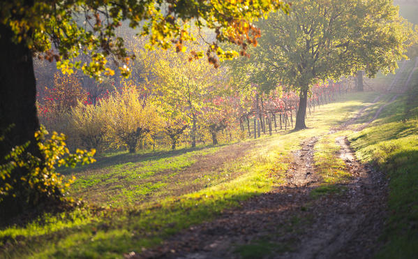 Levizzano Rangone, Modena Province, Emilia Romagna, Italy