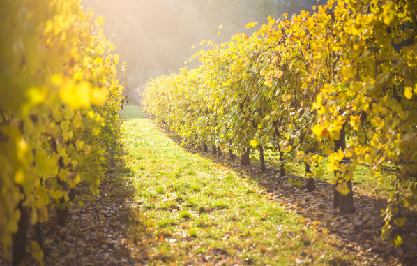 Levizzano Rangone, Modena Province, Emilia Romagna, Italy