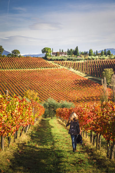 Montefalco Sagrantino vineyards, Montefalco, Perugia province, Umbria, Italy
