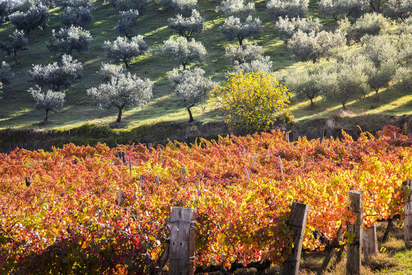 Montefalco Sagrantino vineyards, Montefalco, Perugia province, Umbria, Italy 