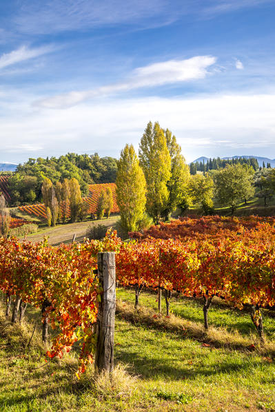 Montefalco Sagrantino vineyards, Montefalco, Perugia province, Umbria, Italy