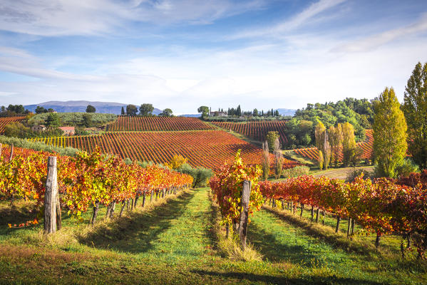 Montefalco Sagrantino vineyards, Montefalco, Perugia province, Umbria, Italy