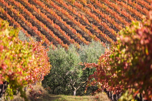 Montefalco Sagrantino vineyards, Montefalco, Perugia province, Umbria, Italy