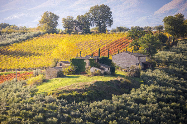 Montefalco Sagrantino vineyards, Montefalco, Perugia province, Umbria, Italy