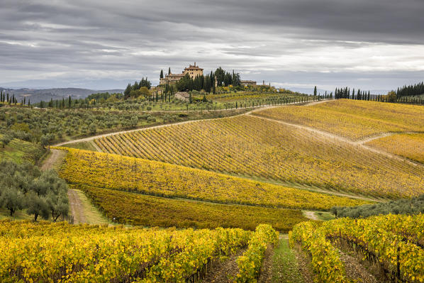 Vineyards during autumn near Gaiole in Chianti, Florence province, Tuscany, Italy