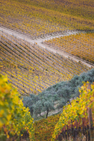 Vineyards during autumn near Gaiole in Chianti, Florence province, Tuscany, Italy