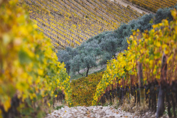 Vineyards during autumn near Gaiole in Chianti, Florence province, Tuscany, Italy