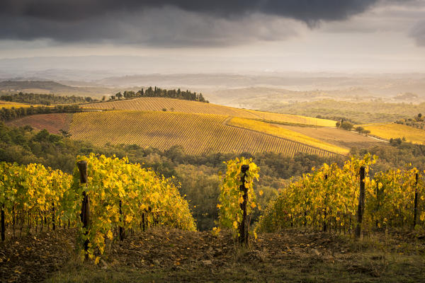 Vineyards during autumn near Gaiole in Chianti, Florence province, Tuscany, Italy