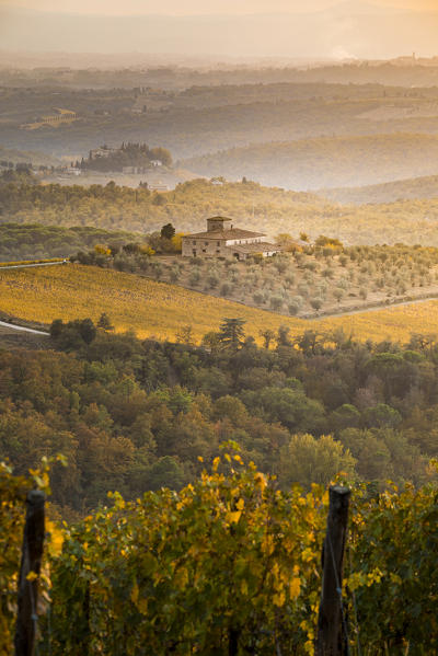 Vineyards during autumn near Gaiole in Chianti, Florence province, Tuscany, Italy
