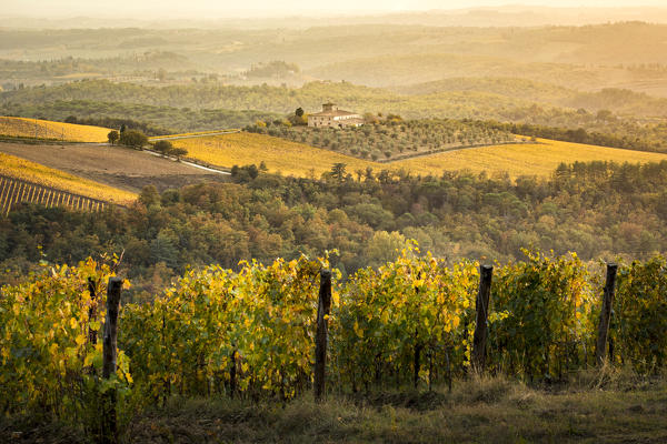 Vineyards during autumn near Gaiole in Chianti, Florence province, Tuscany, Italy