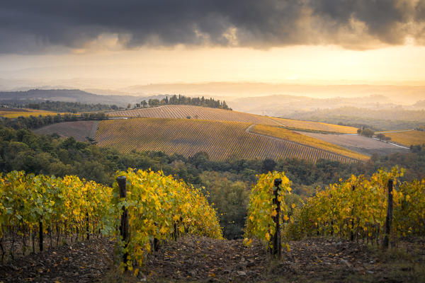 Vineyards during autumn near Gaiole in Chianti, Florence province, Tuscany, Italy 