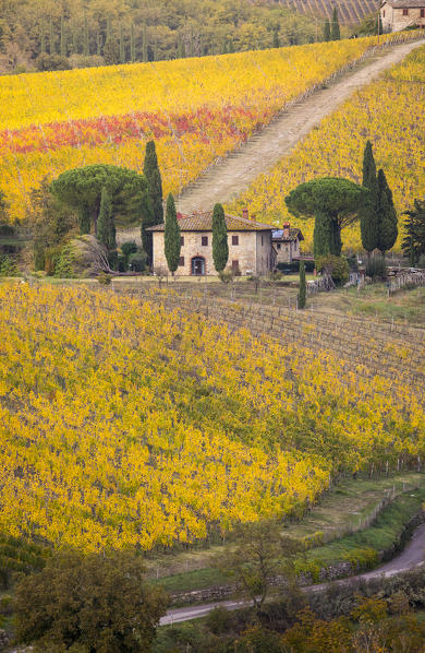 Vineyards during autumn near Gaiole in Chianti, Florence province, Tuscany, Italy