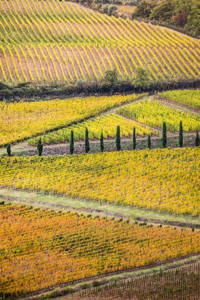 Vineyards during autumn near Gaiole in Chianti, Florence province, Tuscany, Italy