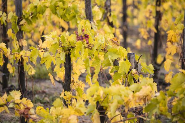 Vineyards during autumn near Gaiole in Chianti, Florence province, Tuscany, Italy