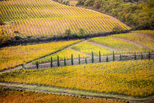 Vineyards during autumn near Gaiole in Chianti, Florence province, Tuscany, Italy