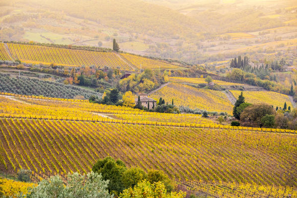 Vineyards during autumn near Gaiole in Chianti, Florence province, Tuscany, Italy