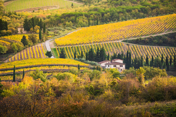Vineyards during autumn near Gaiole in Chianti, Florence province, Tuscany, Italy