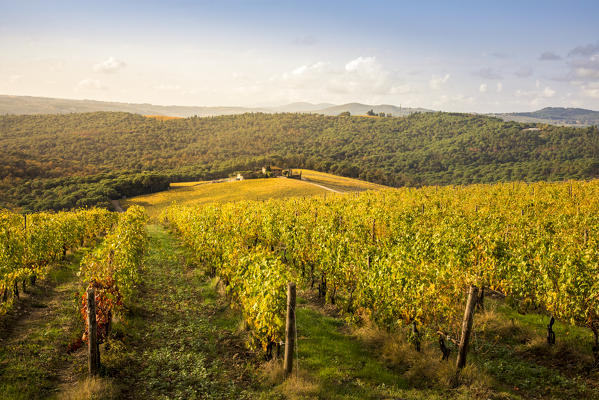 Vineyards during autumn near Gaiole in Chianti, Florence province, Tuscany, Italy 