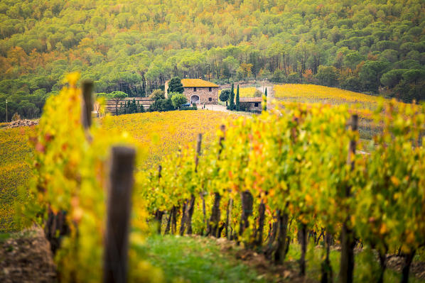 Vineyards during autumn near Gaiole in Chianti, Florence province, Tuscany, Italy 
