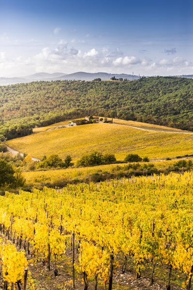 Vineyards during autumn near Gaiole in Chianti, Florence province, Tuscany, Italy 
