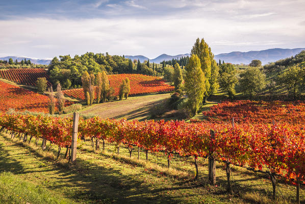 Montefalco Sagrantino vineyards, Montefalco, Perugia province, Umbria, Italy 