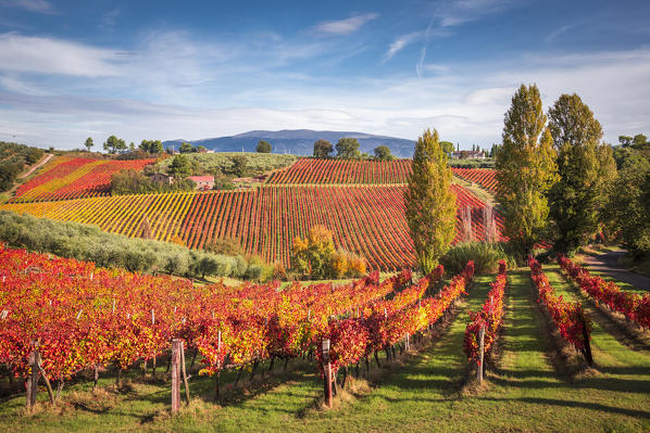 Montefalco Sagrantino vineyards, Montefalco, Perugia province, Umbria, Italy