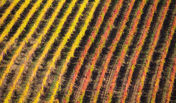 Montefalco Sagrantino vineyards, Montefalco, Perugia province, Umbria, Italy