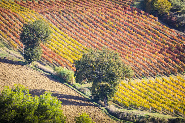 Montefalco Sagrantino vineyards, Montefalco, Perugia province, Umbria, Italy