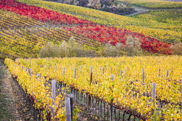 Vineyards during autumn near Gaiole in Chianti, Florence province, Tuscany, Italy 