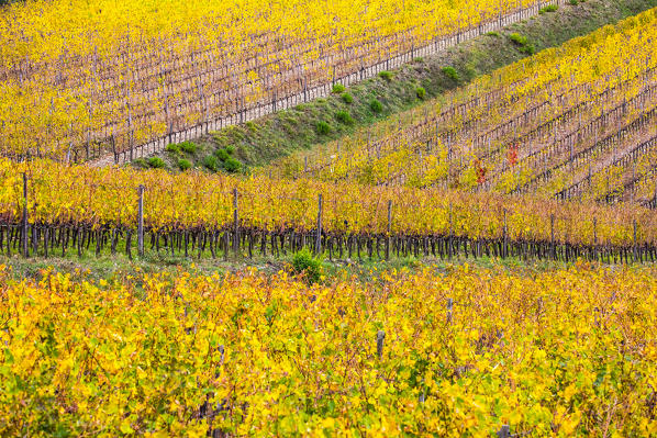 Vineyards during autumn near Gaiole in Chianti, Florence province, Tuscany, Italy  