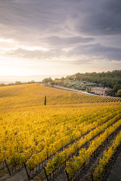 Vineyards during autumn near Gaiole in Chianti, Florence province, Tuscany, Italy 