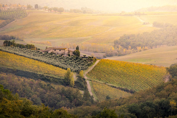 Vineyards during autumn near Gaiole in Chianti, Florence province, Tuscany, Italy