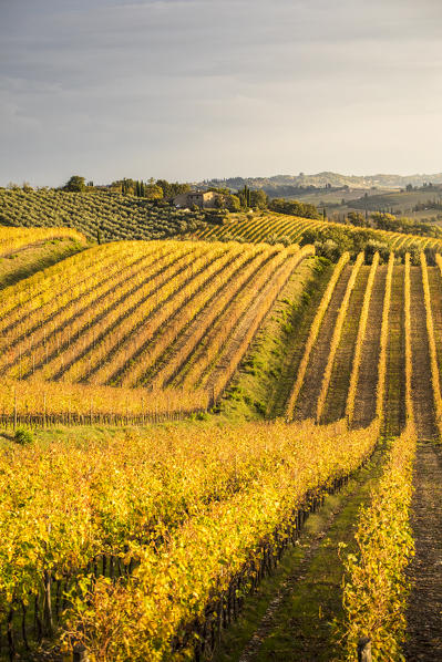 Vineyards near Castellina in Chianti during autumn season. Castellina in Chianti, Florence province, Tuscany, Italy