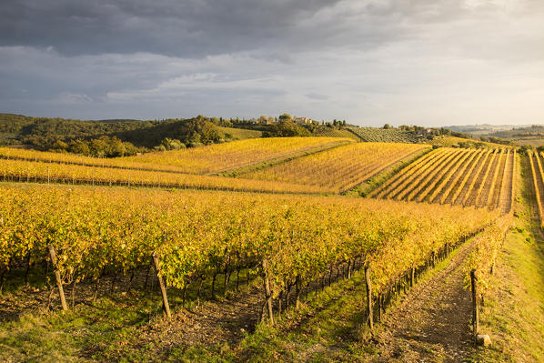 Vineyards near Castellina in Chianti during autumn season. Castellina in Chianti, Florence province, Tuscany, Italy