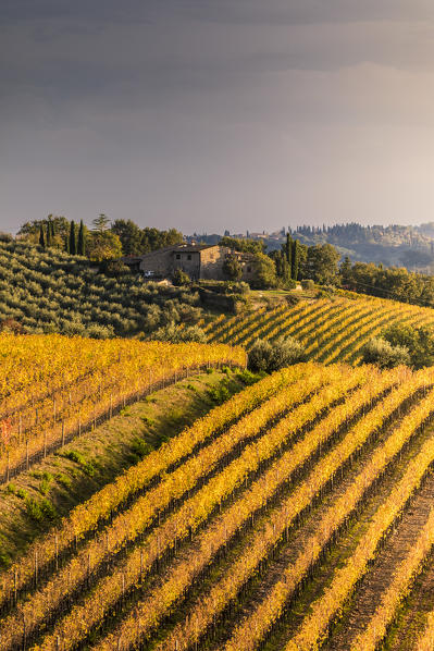 Vineyards near Castellina in Chianti during autumn season. Castellina in Chianti, Florence province, Tuscany, Italy