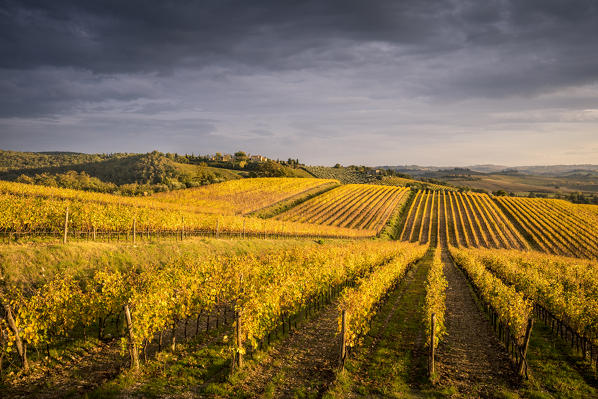 Vineyards near Castellina in Chianti during autumn season. Castellina in Chianti, Florence province, Tuscany, Italy